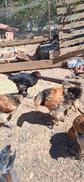 Tenho frangos da raça Brama para venda 20€