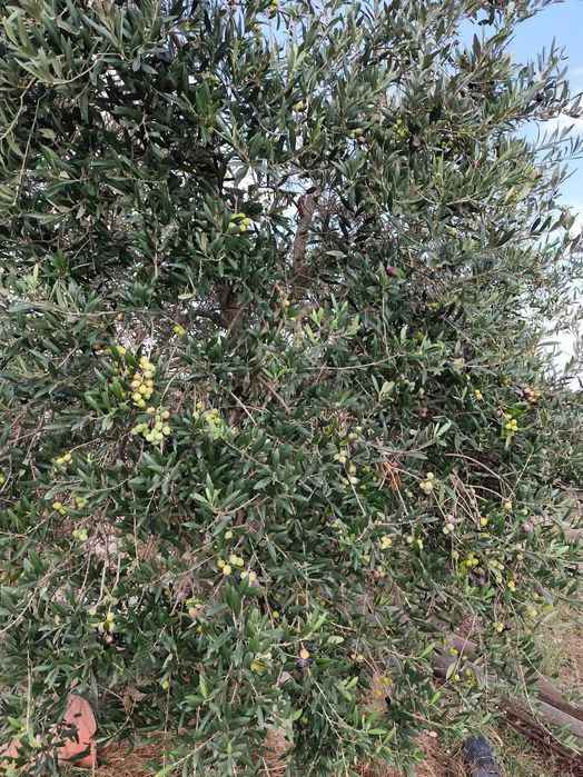 Vendo azeitonas para conserva, 100 por cento biológicas