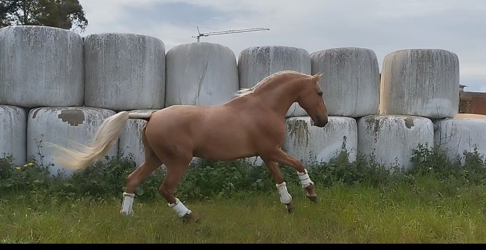 Vendo Cobriçoes de Garanhão Lusitano