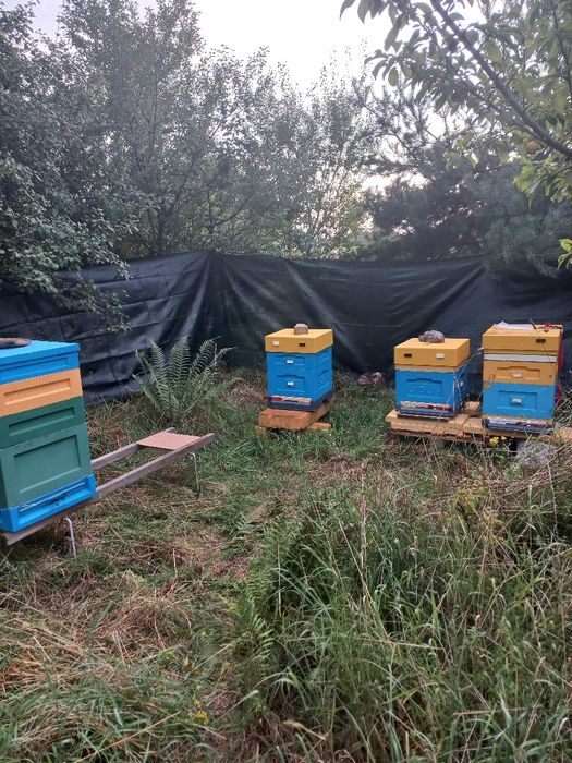 Sprzedam odkłady pszczele