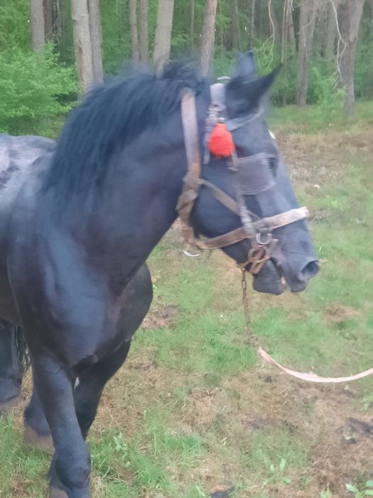 Klacz zimnokrwista kara