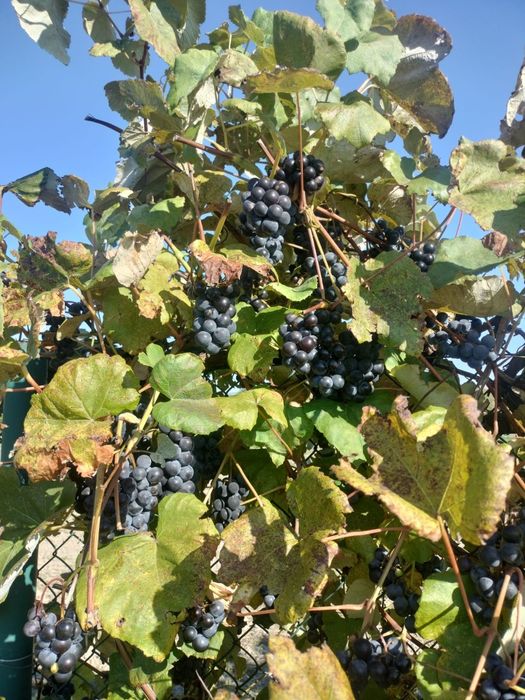Winogrono owoce, na soki i wino, duże owoce