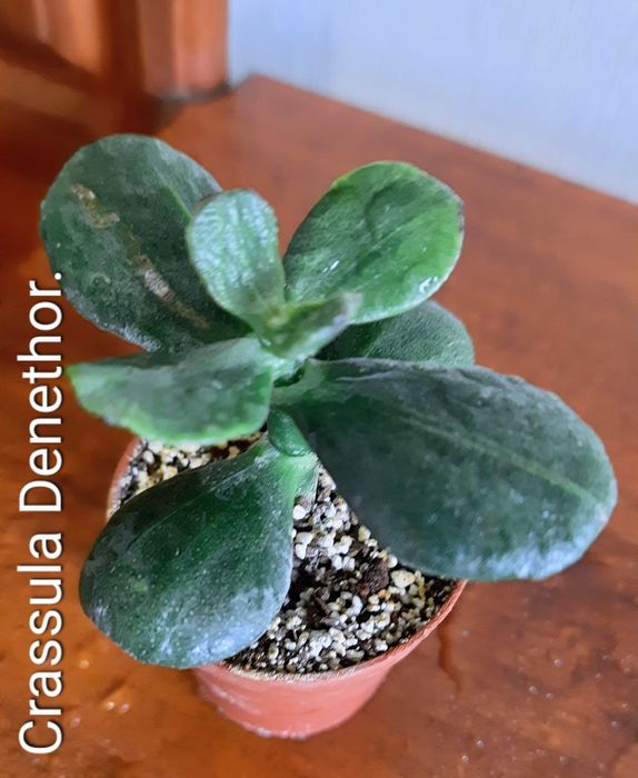 Вариегатные крассулы толстянки денежные деревья суккуленты.