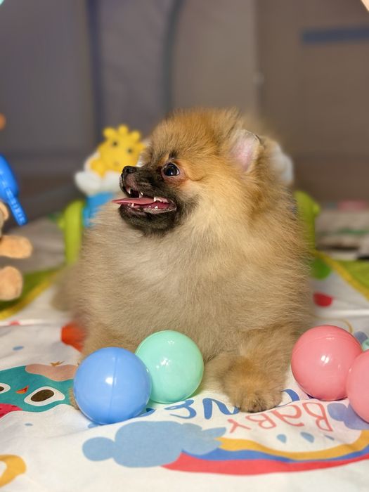 Szpic miniaturowy sunia – cudowny miś, ruda ślicznotka!