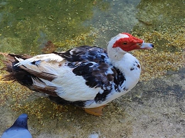 Pato mudo  a um bom preço e justo