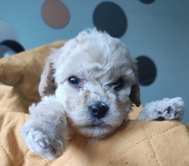 szczeniak pudla miniaturowego. Pies, wiek - 2 miesiąca