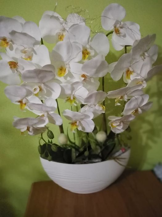 Storczyk na różne okazje