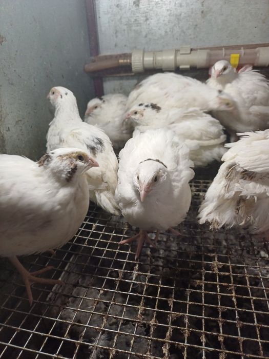 Перепела різного віку