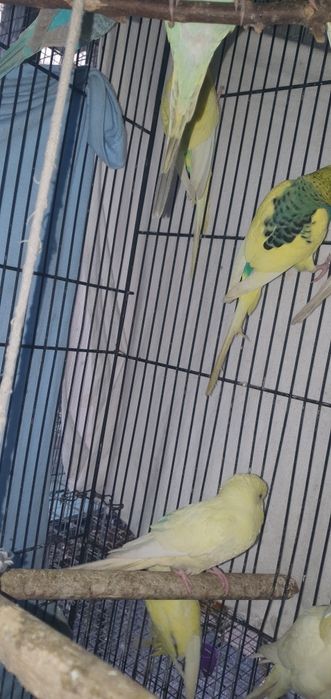 Piriquitos australianos