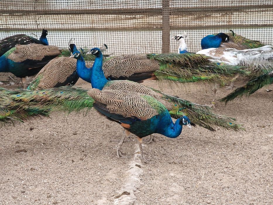 Pavões azuis adultos