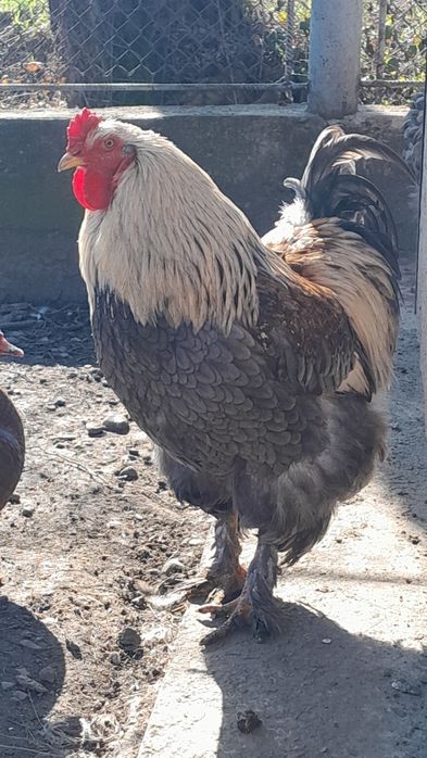 Продам півнів ( Брама )