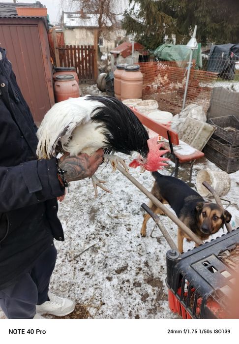 Sprzedam 4 miesięczne koguciki lakenfender