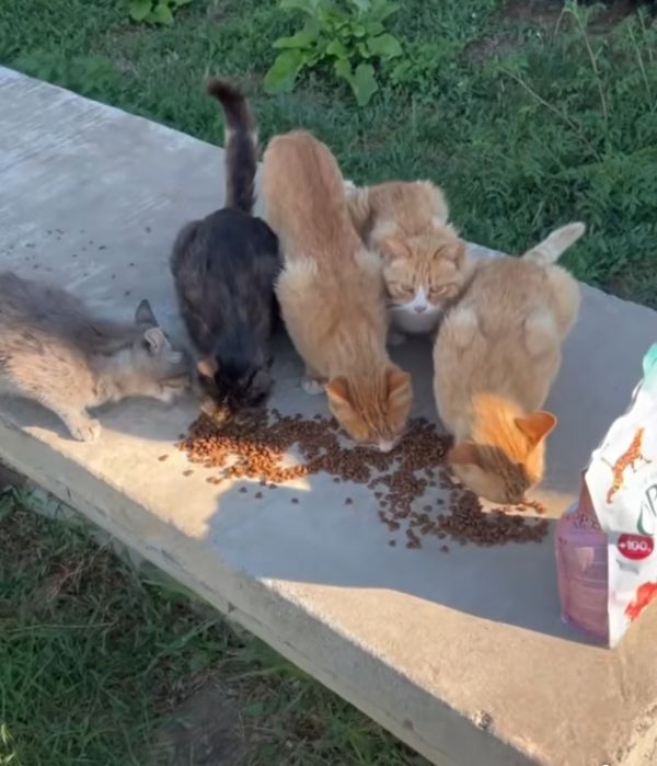 Отдам даром в добрые руки котиков и кошечек