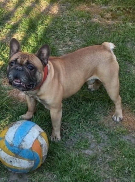 Buldog Francuski