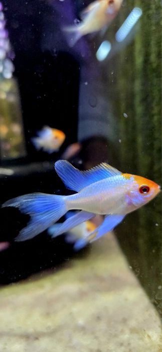 Ramireza electric blue Gold head