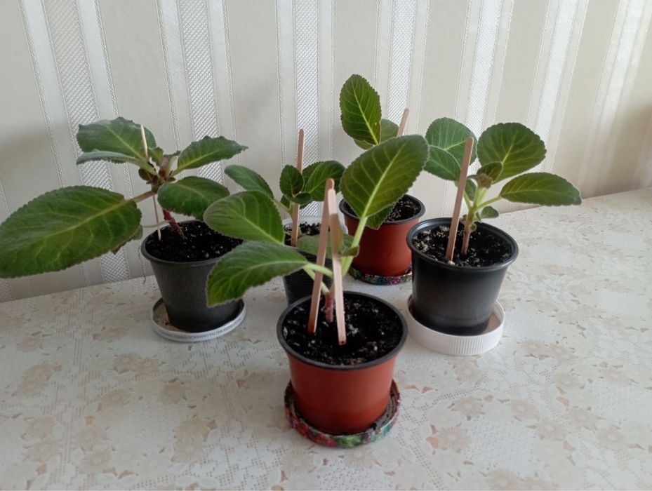 Глоксинія (дітки)