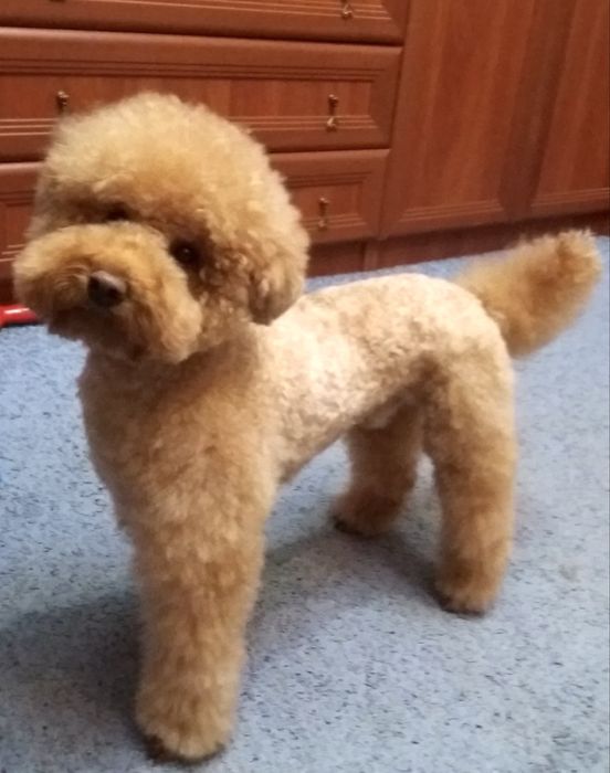 Продаються цуценята Той- пудель