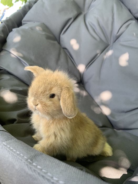 Висловухі кролики (баранчики)