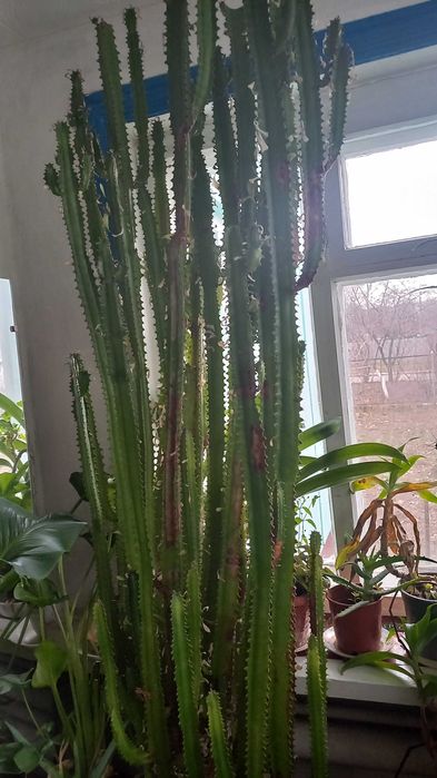 Кактус цереус високий