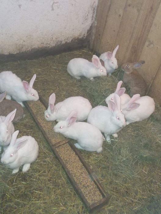 Króliki termundzkie i krzyżówka