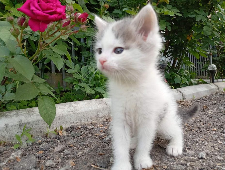 Кошенята шукають родину.  Безкоштовно