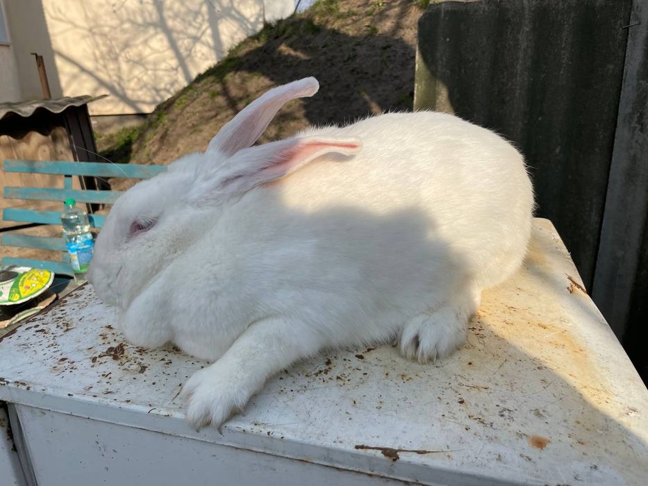 Кролі на паровку і на м'ясо