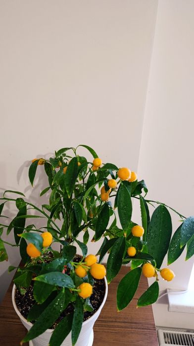 Мандарин Міні/ Кумкват Цитрус висота  42  см. Кімнатна рослина.