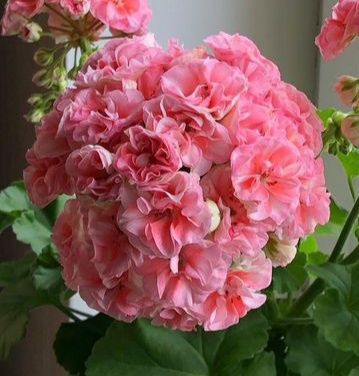 Pelargonie kolekcjonerskie