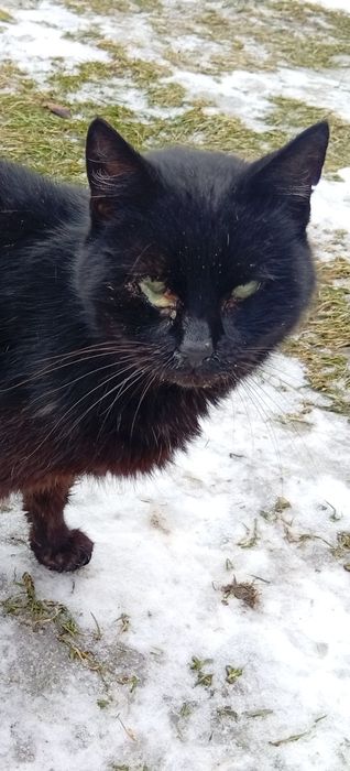 Kotek Czaruś szuka domu!