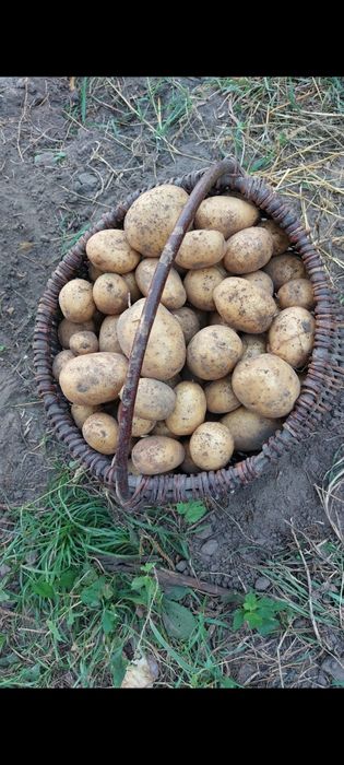 Ziemniaki (ekologiczne) jadalne gala irga