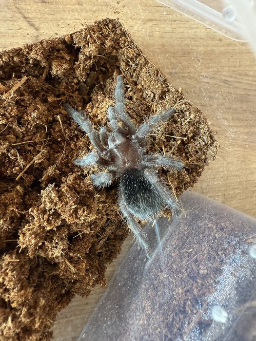 Ptaszniki z terrarium