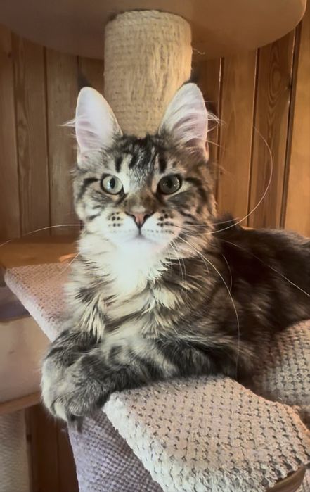 Kleopatra piekna kotka maine coon SHK WCF