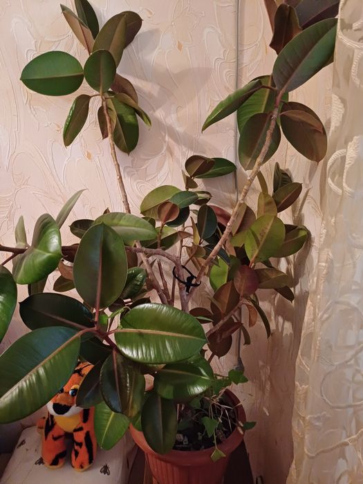 Продам  шикарный фикус.