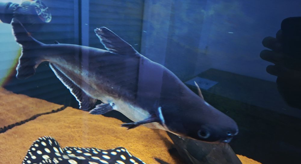 Pangasiu Sutchi (Albino e Azul)