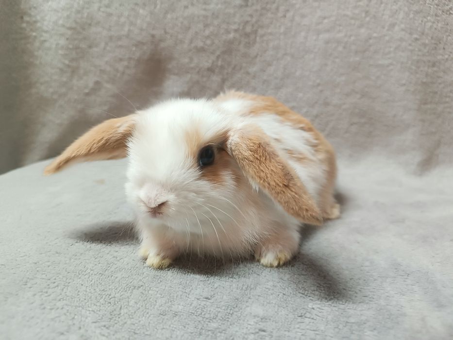 Królik karzełek baranek minilop króliki karzełki baranki CENA CAŁKOWIT