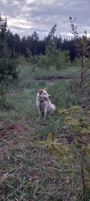 Метис лабрадора в добрые руки