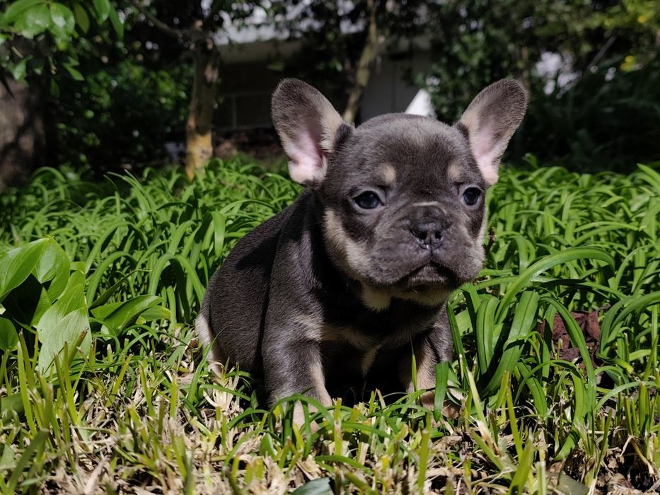 bulldog francês femea