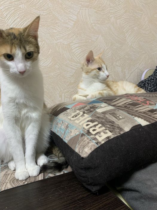 Кошенята шукають родину