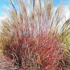 Miskant Chiński Purpurescens Cena 28 zł