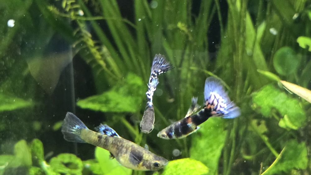 Gupik Blue Tiger King Cobra

Sprzedaje młode osobniki Wybarwiające się