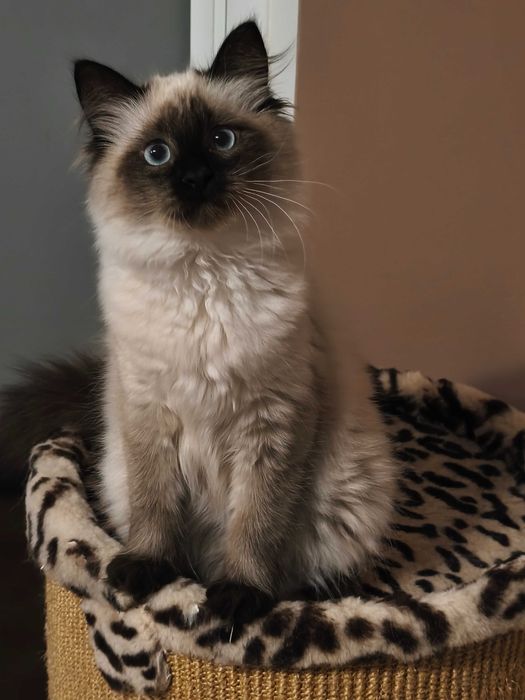 Cudowny kocur  Magiczny Sen*PL .  REZERWACJA