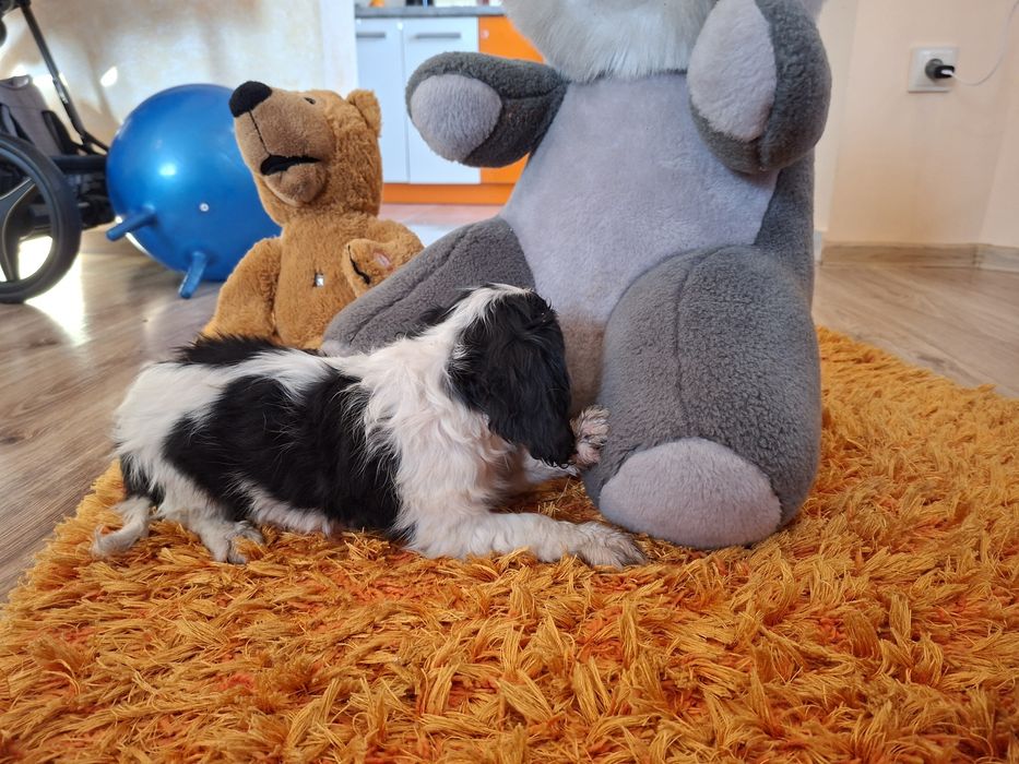 Cavalier King Charles Spaniel suczka