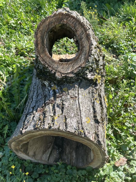 Orzech włoski pień na dekoracje ogodowe