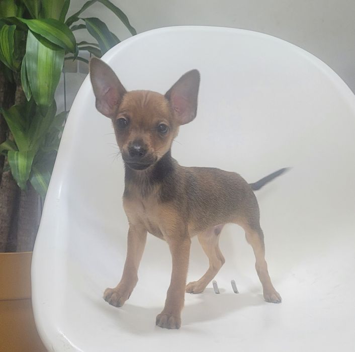 Cachorrinho Pinscher macho