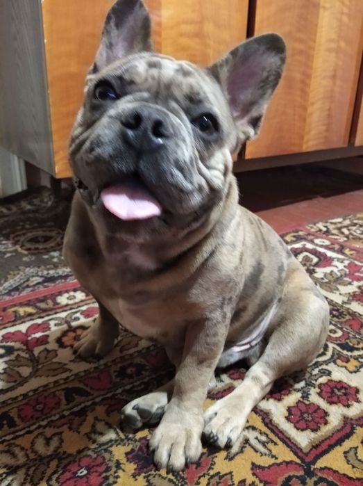 Молодой француский бульдог ищет даму