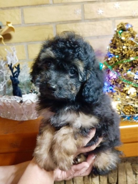 МИНИ мальчик Мальтипу Ф2