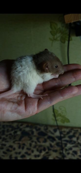 Крыса рекс кучерявая разные окрасы