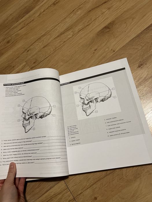 anatomia nettera do kolorowania