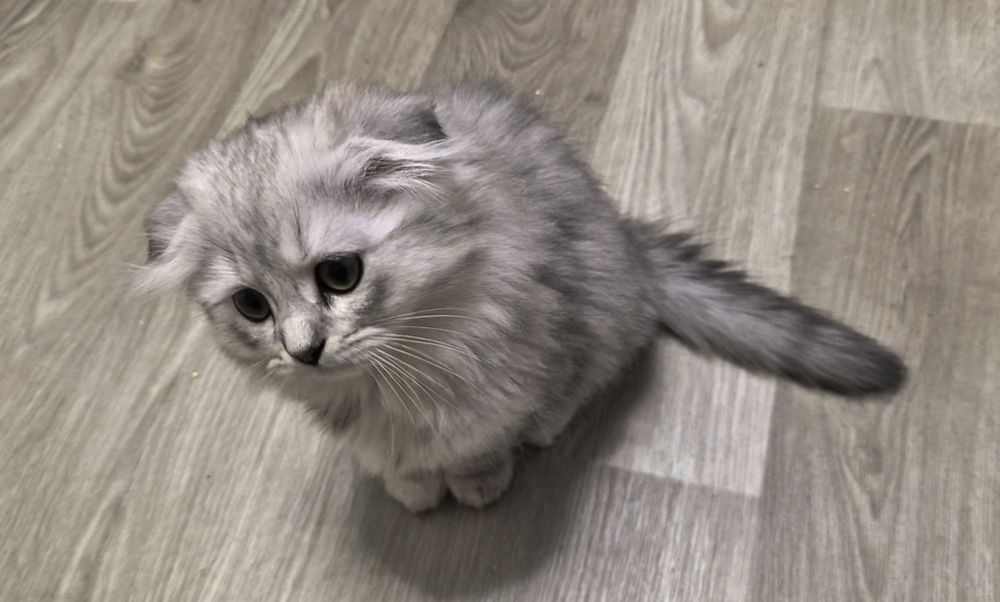 Котята шотландские мальчик и девочки вислоушки и прямоушки