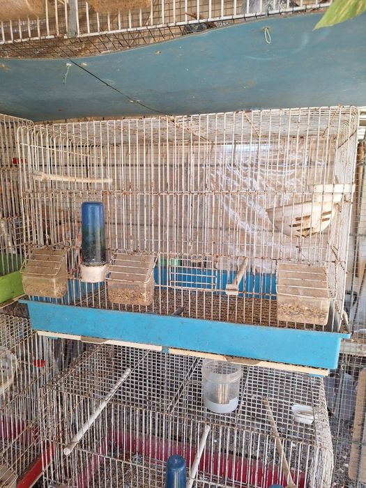 Cedência de gaiolas